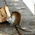 foto di un ratto