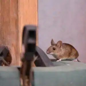 foto di un topo domestico
