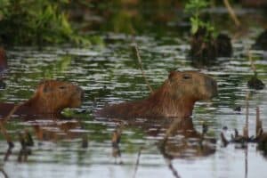 Capibara roditore d'acqua