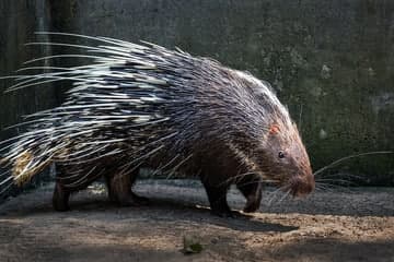 Himalayan porcupine