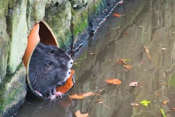 foto di un ratto di fogna