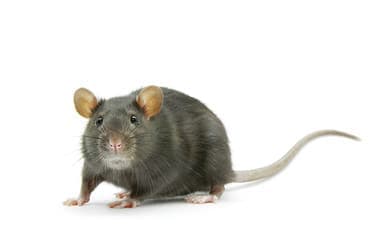 foto di un ratto grigio