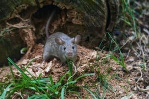 foto di un topo in giardino