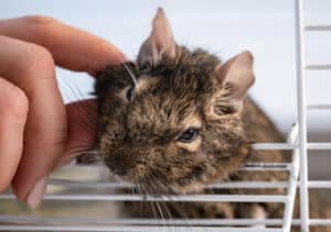 foto di una gabbia per ratto da compagnia