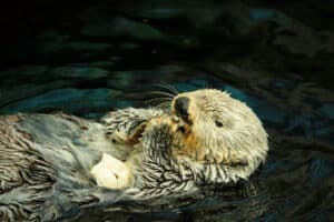 foto di una nutria bianca