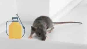 foto repellente per topi da interno