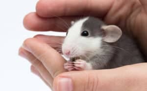foto di un ratto norvegese casalingo