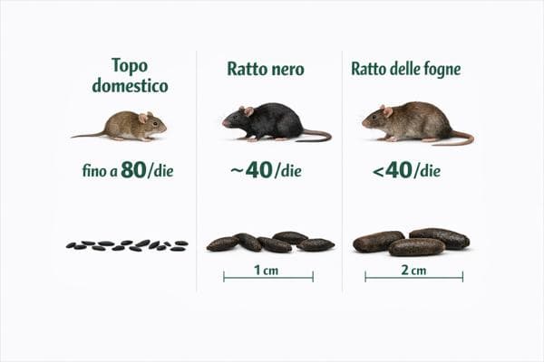 infografica cacca di topo