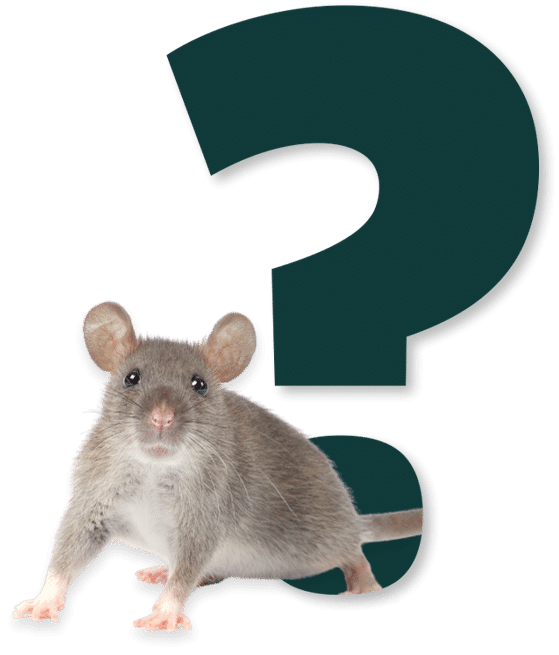 Immagine punto interrogativo e ratto