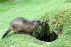 marmotta roditore foto