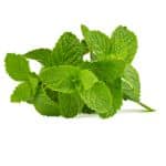 menta piperita allontana topo