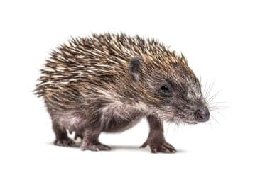 porcospino europeo italiano