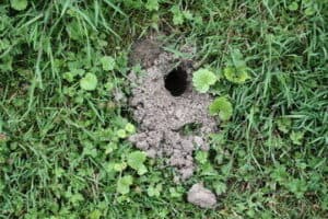 topi in giardino cosa fare