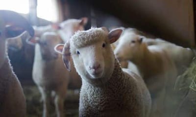 derattizzare l'allevamento