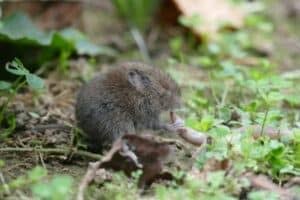 foto di un microtus arvalis