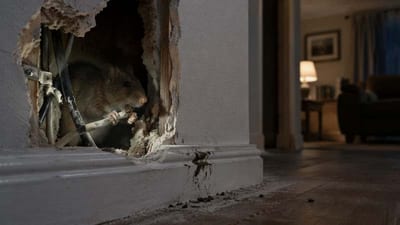 foto di un topo nella parete