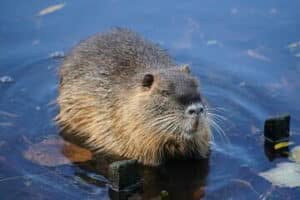 foto di una nutria nell'acqua