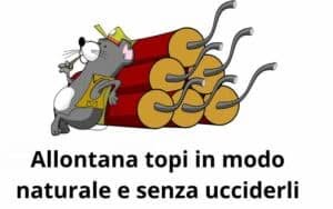 Allontanare i topi in modo naturale e senza ucciderli