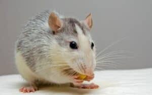 foto di un ratto domestico